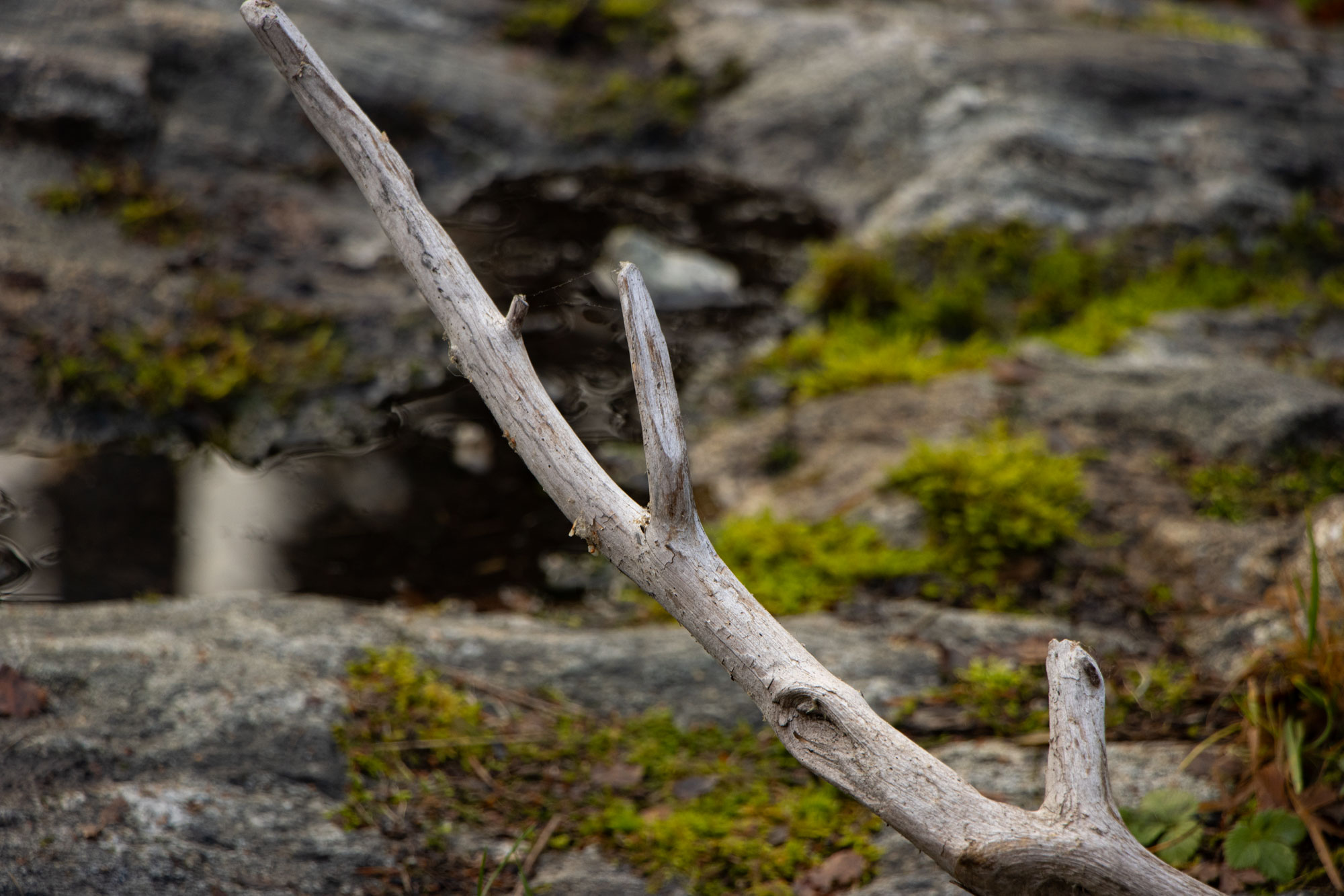 Puunrunko ja lammikko.