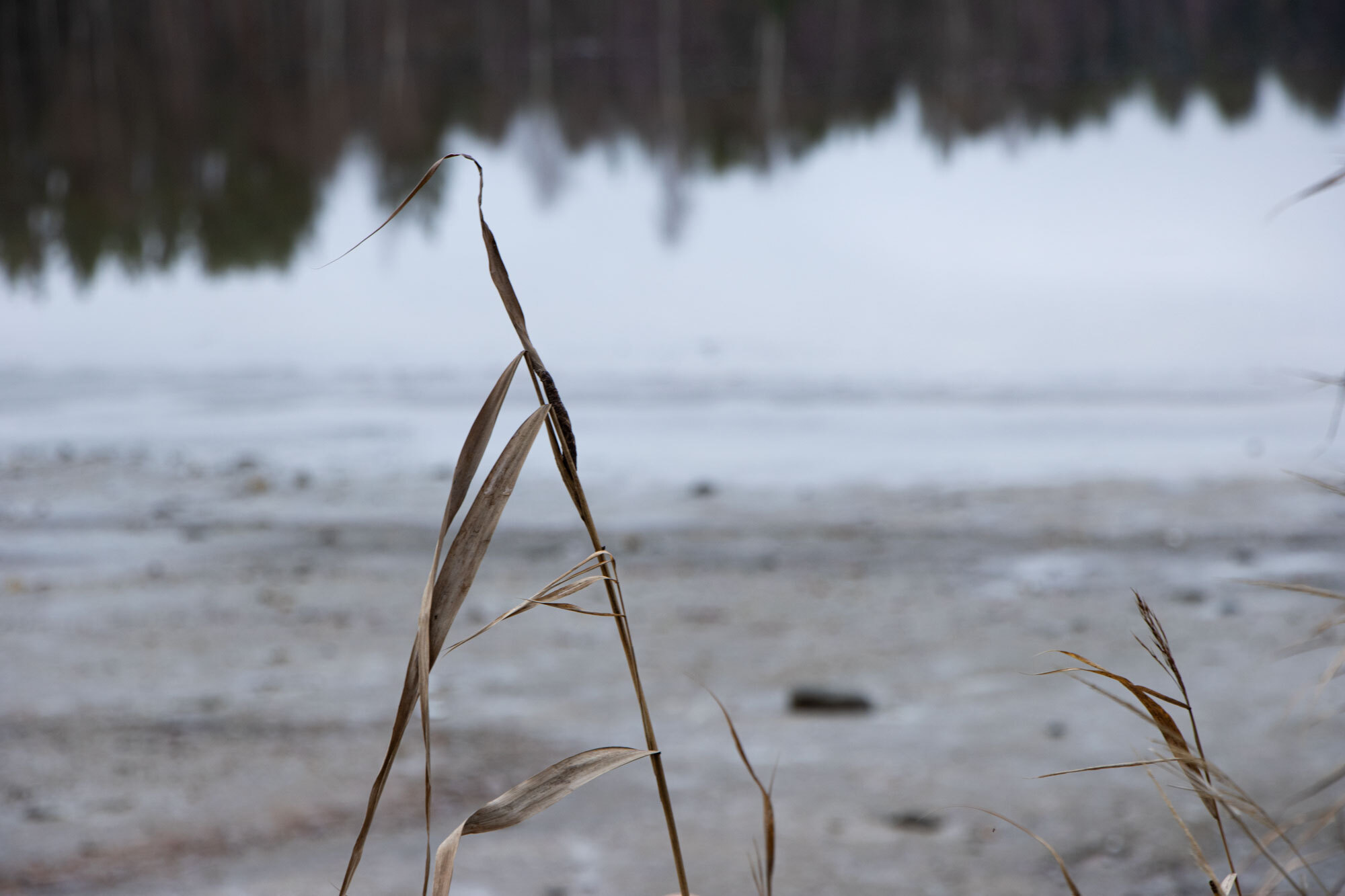 Rannalla kurkiheinä.